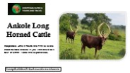 Ankole Long Horned Cattle