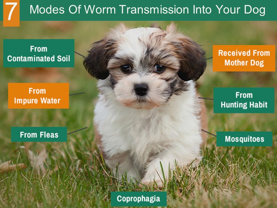 PPT 7 Modes of Worm Transmission into Your Dog PowerPoint presentation free to download id