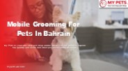Mobile Grooming For Pets In Bahrain