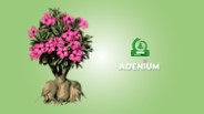 Adenium