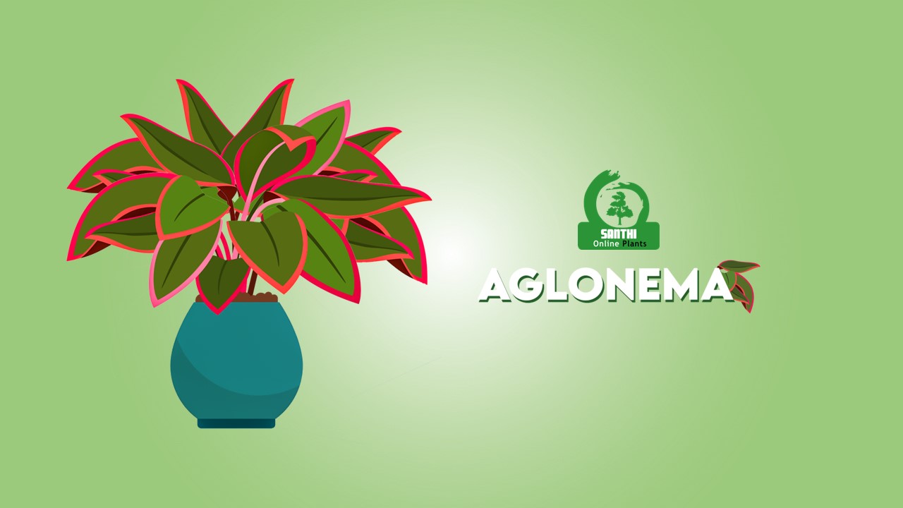 Aglonema