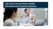 Lab-Grown Human Embryo Models Illuminate Early Pregnancy Mysteries