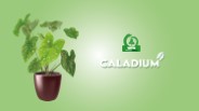 Caladium