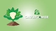 Cauliflower