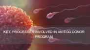 Key Processes Involved In An Egg Donor Program