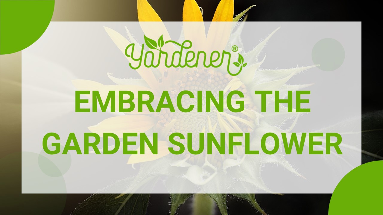 Embracing the Garden Sunflower