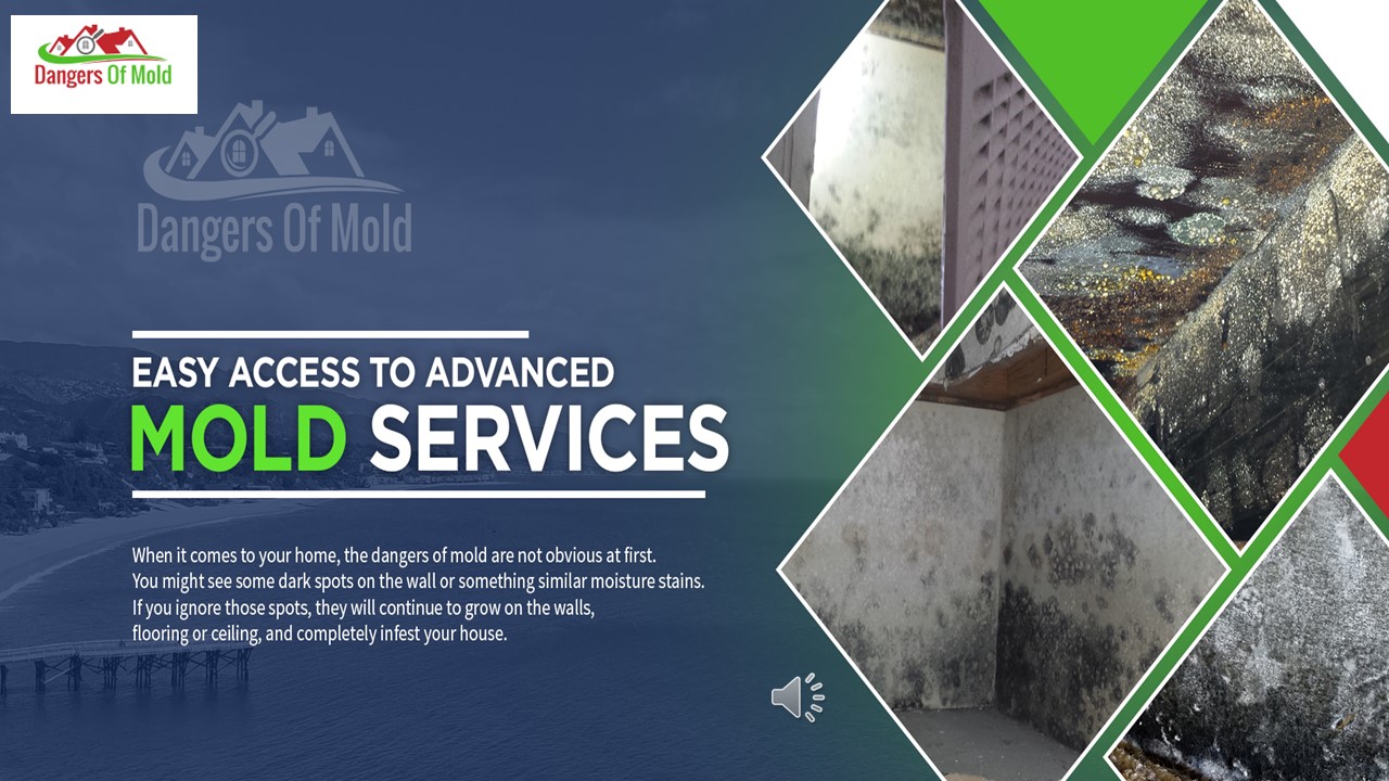 Mold Test Company | Get Best Mold Testing Services