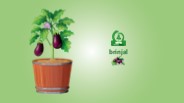 Brinjal Plant