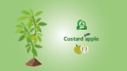 Custard Apple Plant