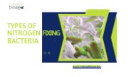 The World of Nitrogen-Fixing Microbes