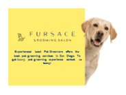 Dog Groomers San Diego (1)