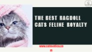 The Best Ragdoll Cats Feline