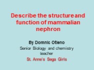 structure and function of nephron