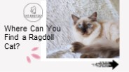 Where Can You Find a Ragdoll Cat?