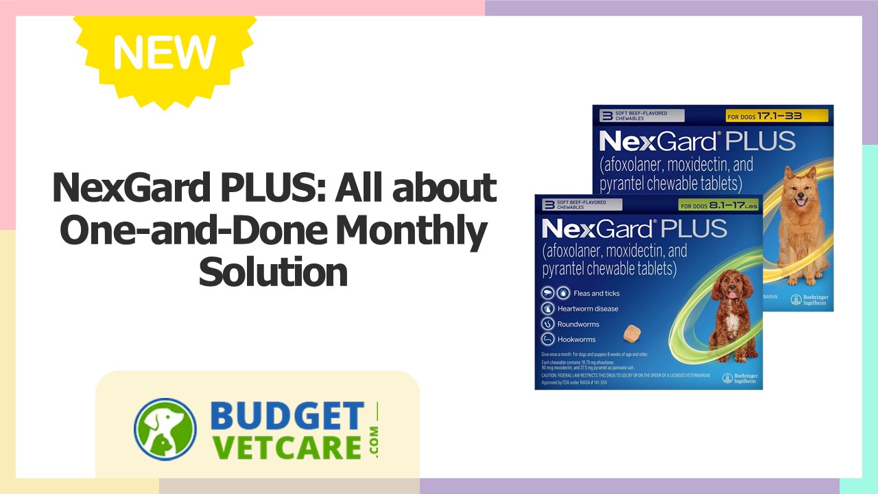 NexGard PLUS: All about One-and-Done Monthly Solution