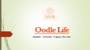 Toy Cavoodles For Sale