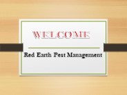 Rodent control in Black Springs