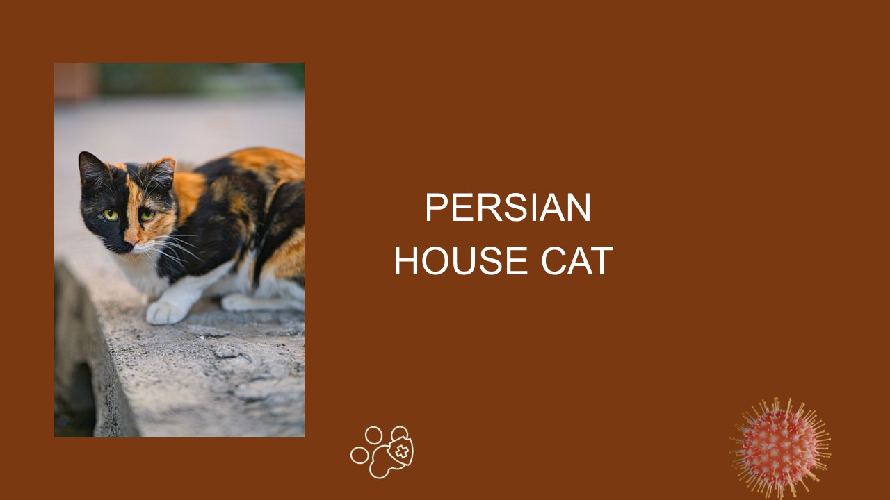 best indoor cat breeds