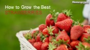 How to grow the best strawberries?