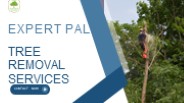 Best Palm Tree Removal Service Las Vegas
