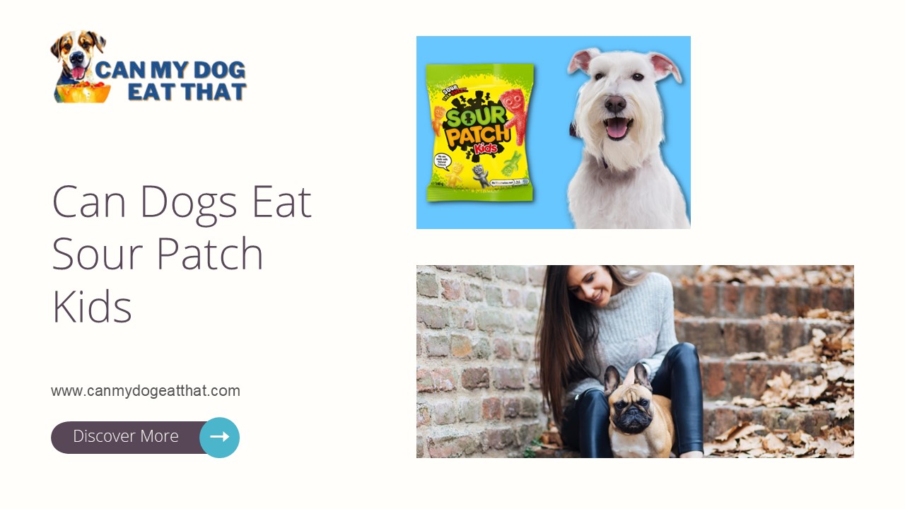 Can Dogs Eat Sour Patch Kids | Can My Dog Eat That (1)