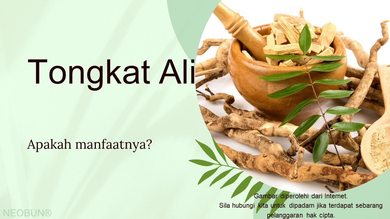 Manfaat Tongkat Ali