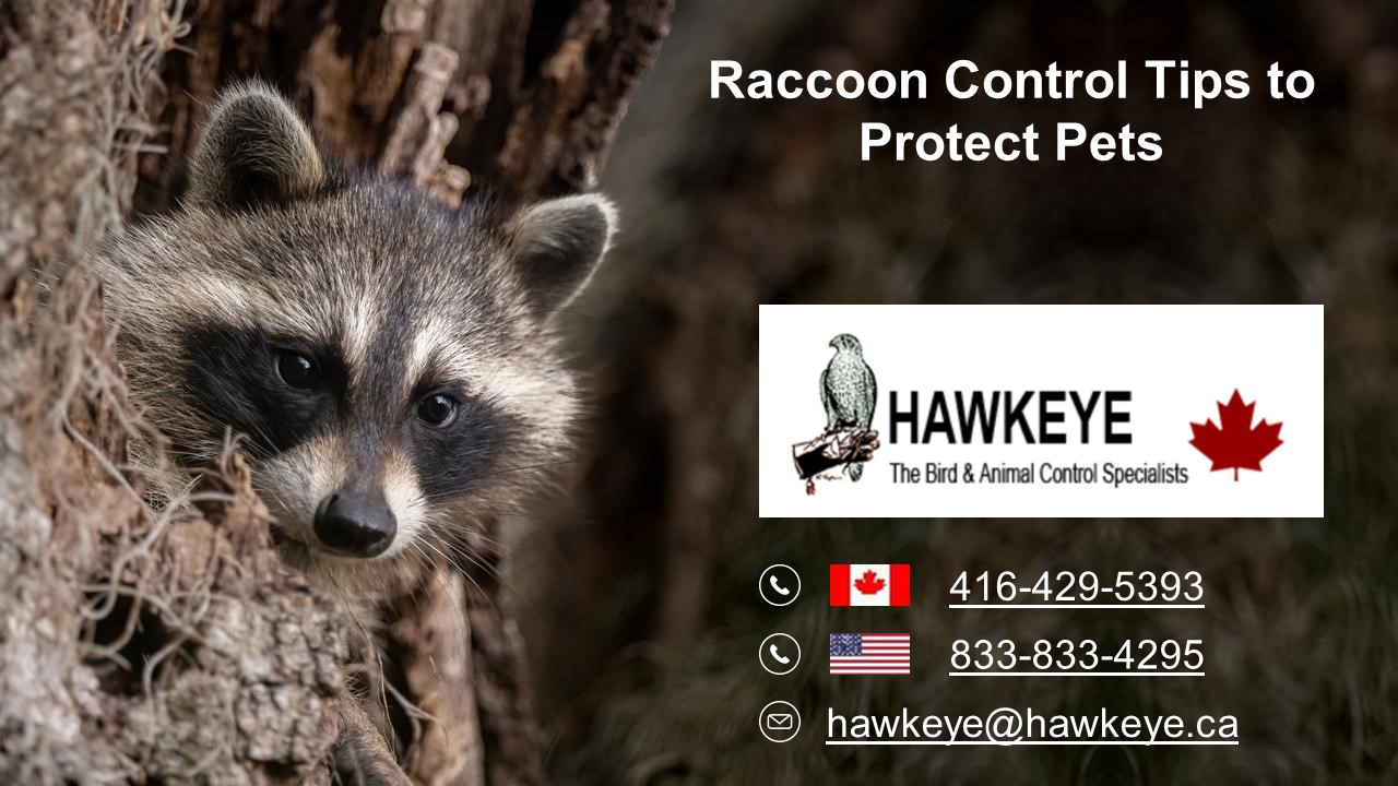 Raccoon Control Tips to Protect Pets