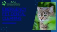Emergency  pet dental cleaning