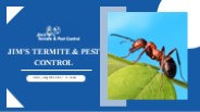 Ant Pest Control Services | Jim's Professional Solutions