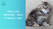 What is the affectionate nature of Siberian cats?