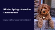 Hidden Springs Australian Labradoodles: Where Quality Meets Affordability
