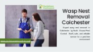 Wasp Nest Removal Colchester
