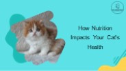 How Nutrition Impacts Your Cat's Health