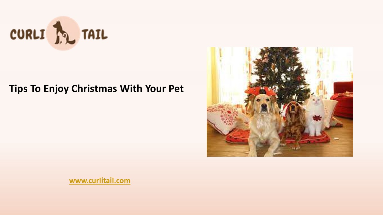 Top Tips To Enjoy Christmas With Your Pet | CurliTail