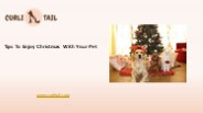 Top Tips To Enjoy Christmas With Your Pet | CurliTail