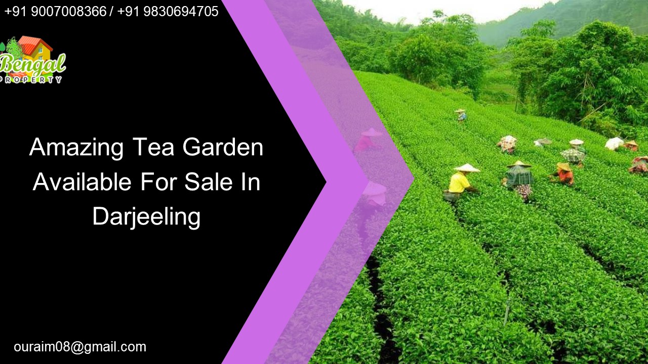 Amazing Tea Garden Available For Sale In Darjeeling