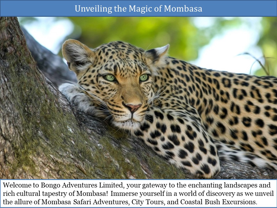 Unveiling the Magic of Mombasa