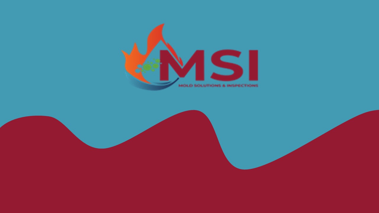 Professional Mold Inspection Services