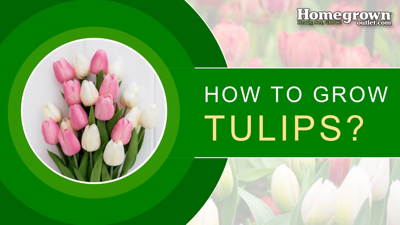 How to Grow Tulips?
