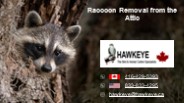 Raccoon Removal from the Attic