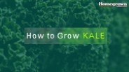 How to Grow Kale?
