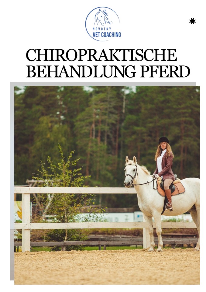 Chiropraktische Behandlung Pferd