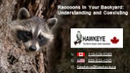 Raccoons in Your Backyard Understanding and Coexisting