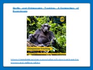 Gorilla and Chimpanzee Tracking