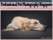 Professional Pet Photography Singapore