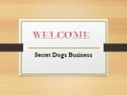 Reactive Dog Training in Moorabbin