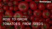 How to Grow Tomatoes from Seeds?