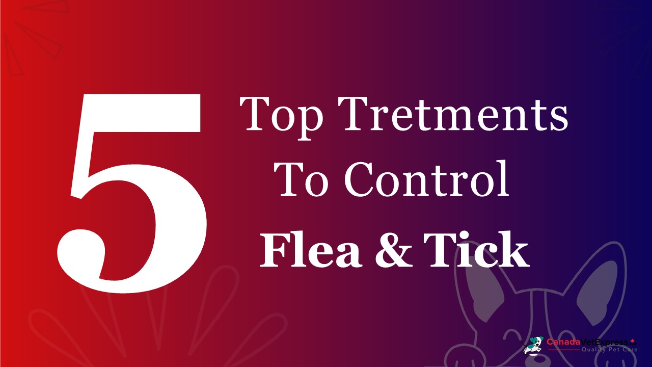 5 Top Treatments to Control Fleas and Ticks