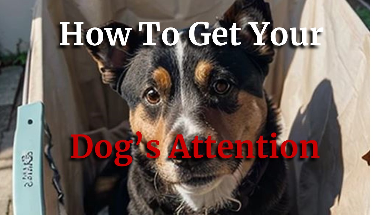 How To Get Your Dog's Attention (1)