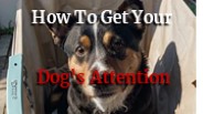 How To Get Your Dog's Attention (1)